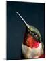 The Jeweled Beauty of a Hummingbird-Holly Miller-Pollack-Mounted Photographic Print