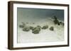 The Joyless Winter Day-Joseph Farquharson-Framed Giclee Print