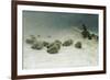 The Joyless Winter Day-Joseph Farquharson-Framed Giclee Print