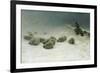 The Joyless Winter Day-Joseph Farquharson-Framed Giclee Print