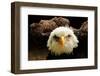 The Judge-Tim Kirwan-Framed Photographic Print