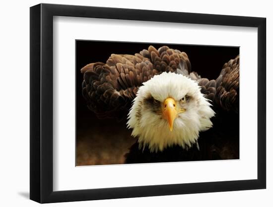 The Judge-Tim Kirwan-Framed Photographic Print