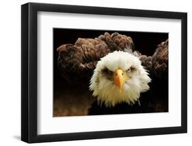 The Judge-Tim Kirwan-Framed Photographic Print