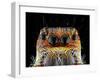 The Jumper-Donald Jusa-Framed Photographic Print