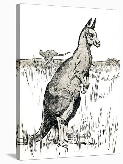 'The Kangaroo', 1912-Charles Robinson-Stretched Canvas