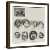 The Kennel Club Dog Show at the Agricultural Hall, Islington-null-Framed Giclee Print