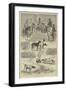 The Kennel Club Field Trials-null-Framed Giclee Print