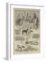 The Kennel Club Field Trials-null-Framed Giclee Print