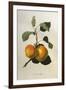 The Kerry Pippin, from 'Pomona Londinensis'-William Hooker-Framed Giclee Print