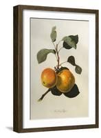 The Kerry Pippin, from 'Pomona Londinensis'-William Hooker-Framed Giclee Print