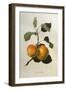 The Kerry Pippin, from 'Pomona Londinensis'-William Hooker-Framed Giclee Print