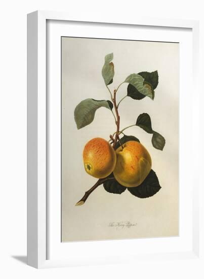 The Kerry Pippin, from 'Pomona Londinensis'-William Hooker-Framed Giclee Print