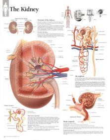 'The Kidney Educational Chart Poster' Posters | AllPosters.com