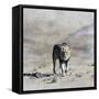 The King 2A-Ata Alishahi-Framed Stretched Canvas