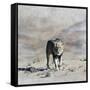 The King 2A-Ata Alishahi-Framed Stretched Canvas