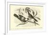 The King and Queen of the Gobe-Mouches, a Species of the Muscicapa or Fly-Catchers-Édouard Riou-Framed Giclee Print