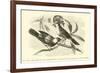 The King and Queen of the Gobe-Mouches, a Species of the Muscicapa or Fly-Catchers-Édouard Riou-Framed Giclee Print