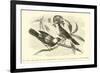 The King and Queen of the Gobe-Mouches, a Species of the Muscicapa or Fly-Catchers-Édouard Riou-Framed Giclee Print