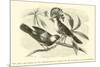 The King and Queen of the Gobe-Mouches, a Species of the Muscicapa or Fly-Catchers-Édouard Riou-Mounted Giclee Print