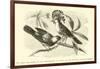 The King and Queen of the Gobe-Mouches, a Species of the Muscicapa or Fly-Catchers-Édouard Riou-Framed Giclee Print