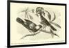 The King and Queen of the Gobe-Mouches, a Species of the Muscicapa or Fly-Catchers-Édouard Riou-Framed Giclee Print