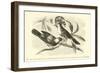 The King and Queen of the Gobe-Mouches, a Species of the Muscicapa or Fly-Catchers-Édouard Riou-Framed Giclee Print