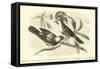 The King and Queen of the Gobe-Mouches, a Species of the Muscicapa or Fly-Catchers-Édouard Riou-Framed Stretched Canvas