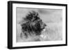The king is alone-Massimo Mei-Framed Art Print