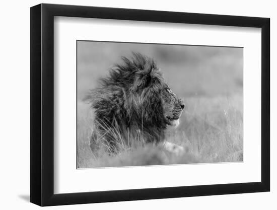 The King Is Alone-Massimo Mei-Framed Premium Photographic Print