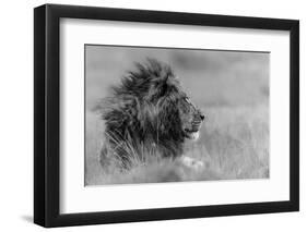 The King Is Alone-Massimo Mei-Framed Photographic Print