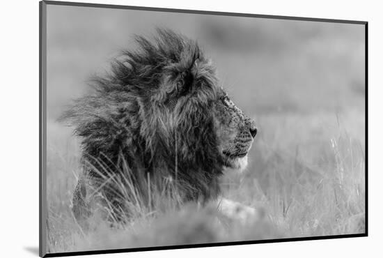 The King Is Alone-Massimo Mei-Mounted Photographic Print