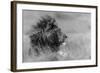 The King Is Alone-Massimo Mei-Framed Photographic Print