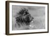 The King Is Alone-Massimo Mei-Framed Premium Photographic Print