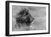 The King Is Alone-Massimo Mei-Framed Premium Photographic Print