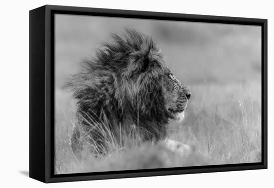 The King Is Alone-Massimo Mei-Framed Stretched Canvas