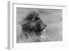 The King Is Alone-Massimo Mei-Framed Photographic Print