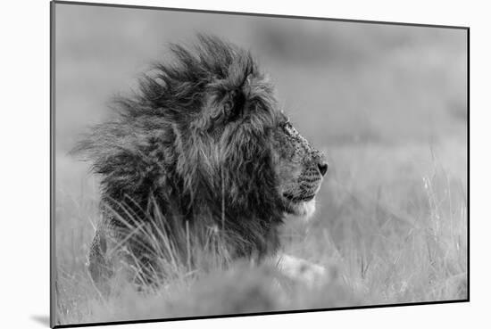 The King Is Alone-Massimo Mei-Mounted Photographic Print