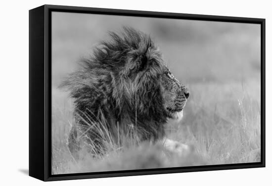 The King Is Alone-Massimo Mei-Framed Stretched Canvas