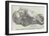 The King of Nuggets, Lump of Gold from Australia-null-Framed Giclee Print