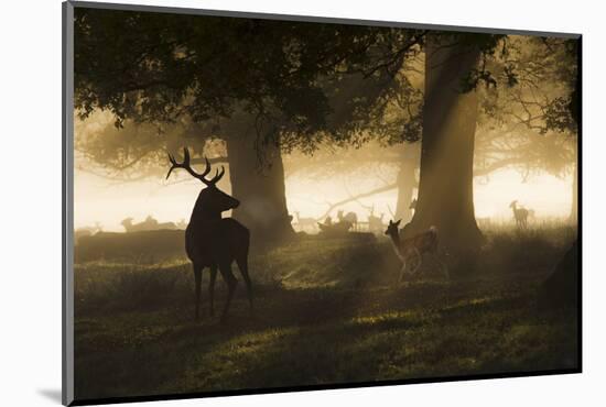 The King of  the Forest-inigocia-Mounted Photographic Print