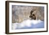 The King of the Mountain-Marco Redaelli-Framed Giclee Print