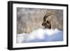 The King of the Mountain-Marco Redaelli-Framed Giclee Print