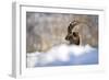 The King of the Mountain-Marco Redaelli-Framed Giclee Print