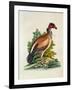 The King of the Vultures-null-Framed Giclee Print
