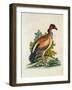 The King of the Vultures-null-Framed Giclee Print