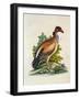 The King of the Vultures-null-Framed Giclee Print