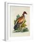 The King of the Vultures-null-Framed Giclee Print