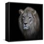 The King-Renee Doyle-Framed Stretched Canvas