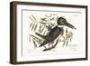 The Kingfisher, 1749-73-Mark Catesby-Framed Giclee Print