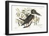 The Kingfisher, 1749-73-Mark Catesby-Framed Giclee Print